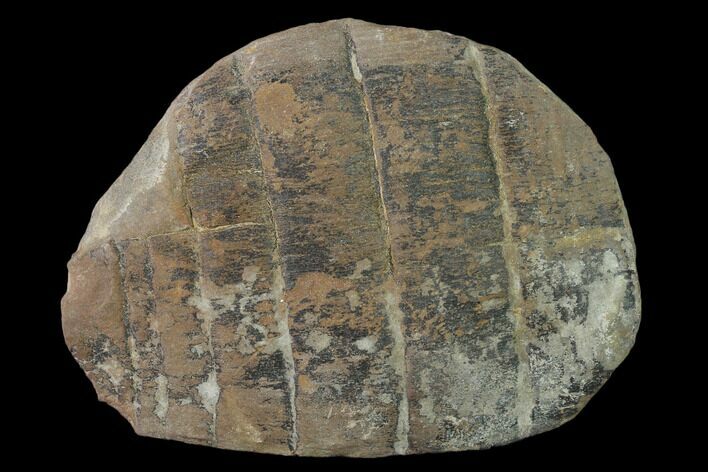 Fossil Horsetail (Calamites) in Ironstone - Illinois #136648